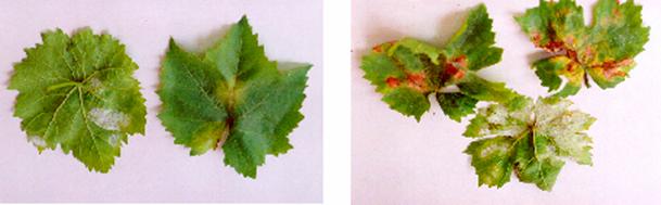 Mildiyö hastalığının asma yaprağındaki belirtisi